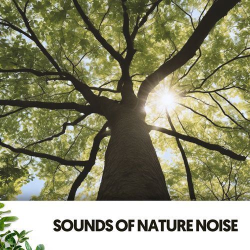 Sounds of Nature Noise: Intertwined Branches_poster_image