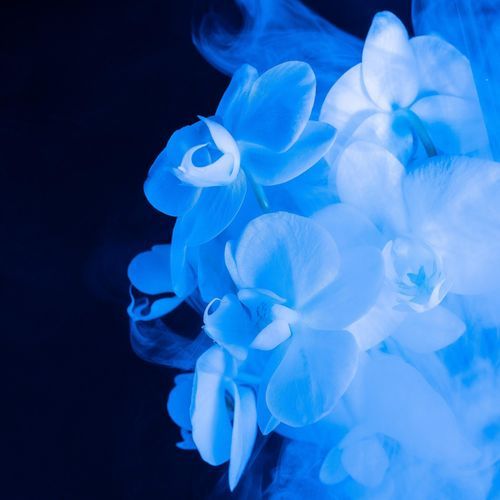 Blue Dreams