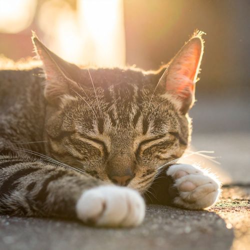 Ambiente Lofi Sereno Inspirado En La Calma Felina cover art