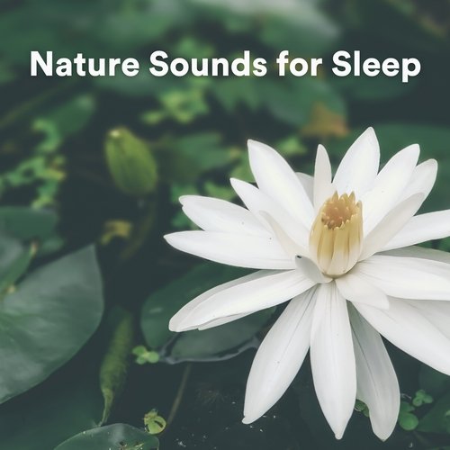 Nature Sounds for Sleep_poster_image