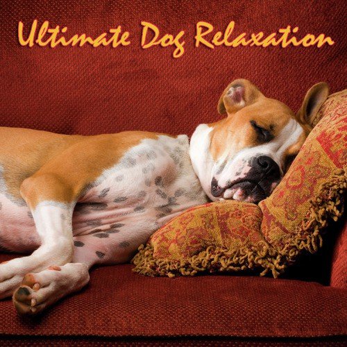 Out Of Body Dog Experience cover art