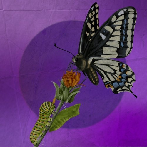 Nicole (feat. Bonitas) cover art