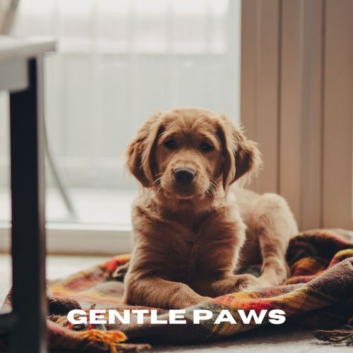 Gentle Paws_poster_image