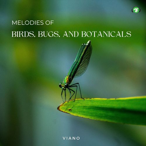 The Distant Hoot of an Owl (Piano Version) cover art