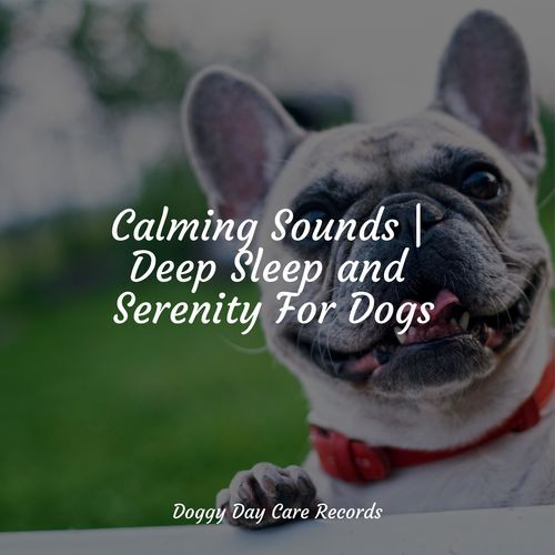 Calming Sounds | Deep Sleep and Serenity For Dogs_poster_image