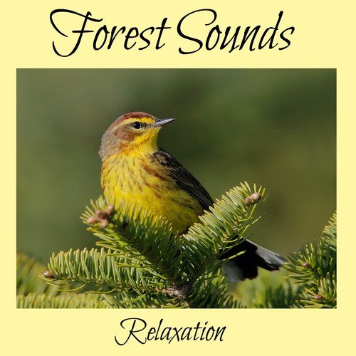 Forest Sounds For Relaxation
