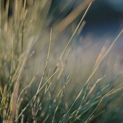 Heavenly Sounds of Nature