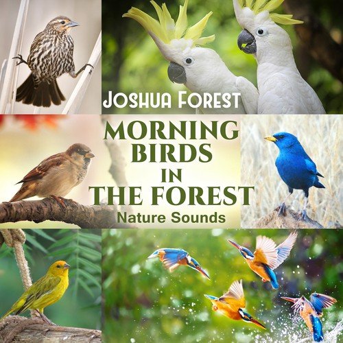 Morning Birds in the Forest
