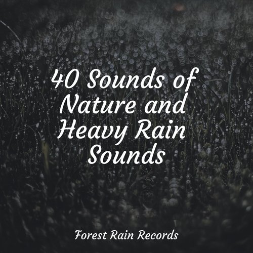 Rain, Storm and Thunder cover art