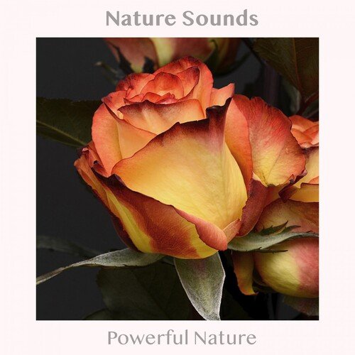 Nature Water Sounds cover art