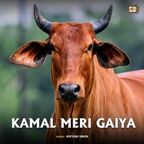 Kmaal Meri Gaiya