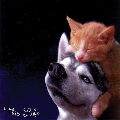 This Life_poster_image