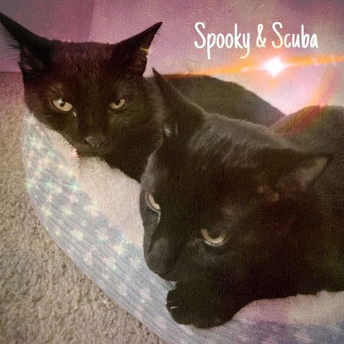 Scuba cover art
