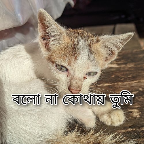 বলো না কোথায় তুমি