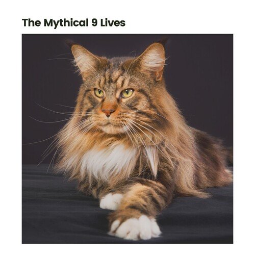 Pets' Nirvana