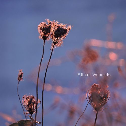 Ether Bloom cover art