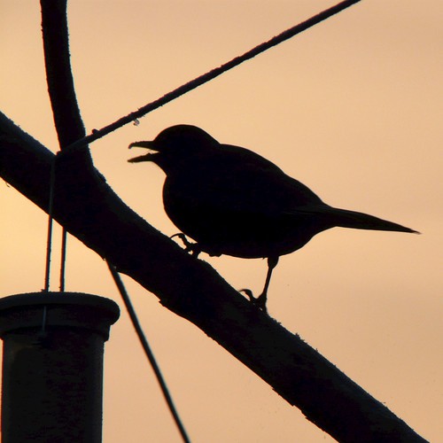 Blackbird at Daybreak