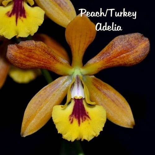 Adelia cover art