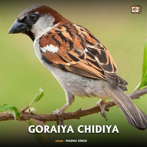 Goraiya Chidiya