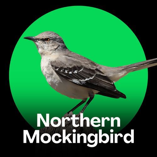 Northern Mockingbird Trilling in the Trees cover art