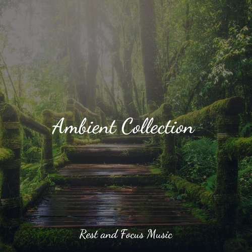 Ambient Collection