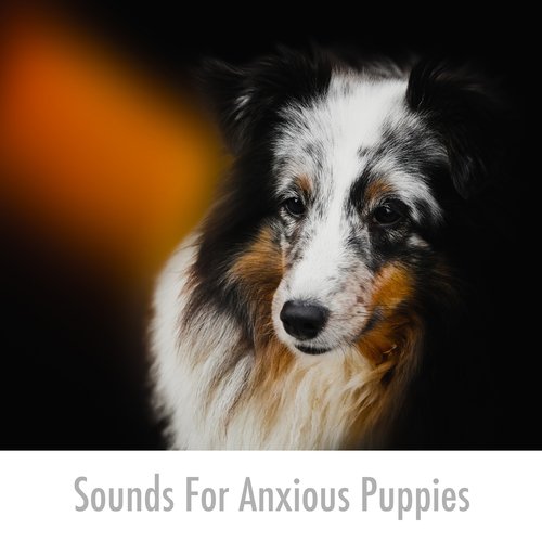 Dog Snuggle Experience cover art
