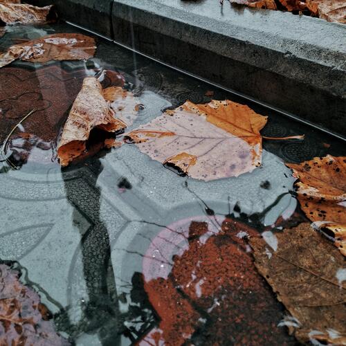 The Fall cover art
