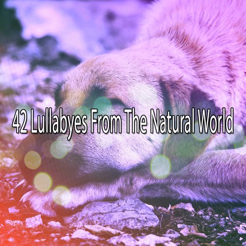 42 Lullabyes From The Natural World
