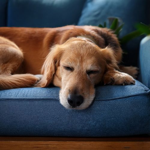 Ritmos De Sueño De Cachorro Durmiendo cover art