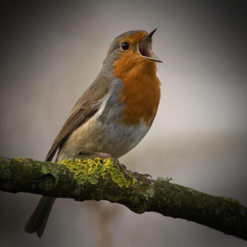 Sound of Bird Singing to Help with Stress Relief and Relaxation_poster_image