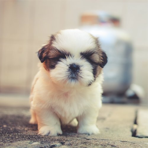 100 Relaxig Sounds for Dogs