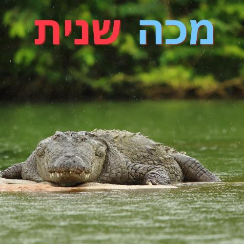 מכה שנית_poster_image