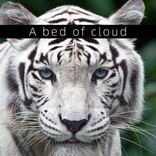 A bed of cloud_poster_image