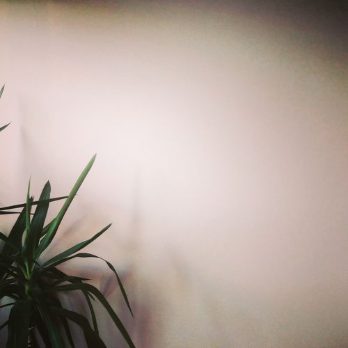 Bones cover art