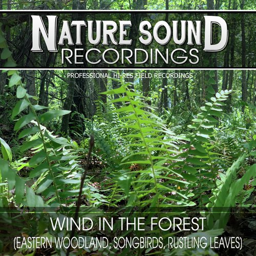 Wind in the Forest (Eastern Woodland, Songbirds, Rustling Leaves)_poster_image