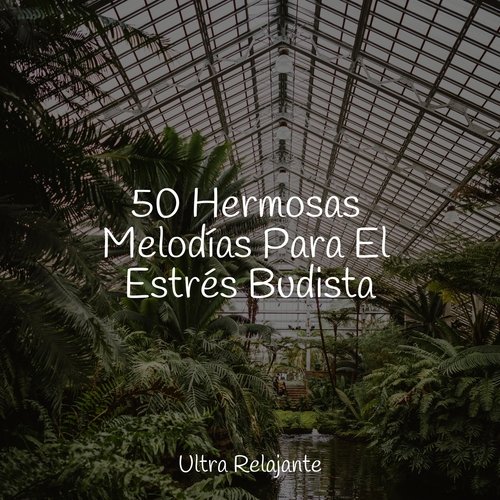 50 Hermosas Melodías Para El Estrés Budista_poster_image