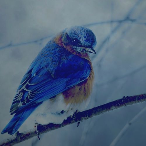 Blue Ghost cover art
