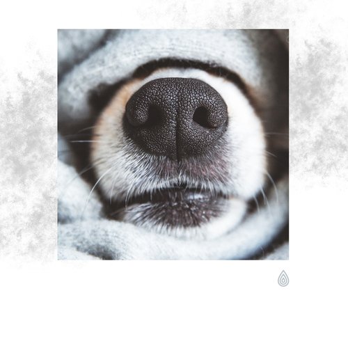 Meilleure compilation de musique pour chiens : Calme nocturne