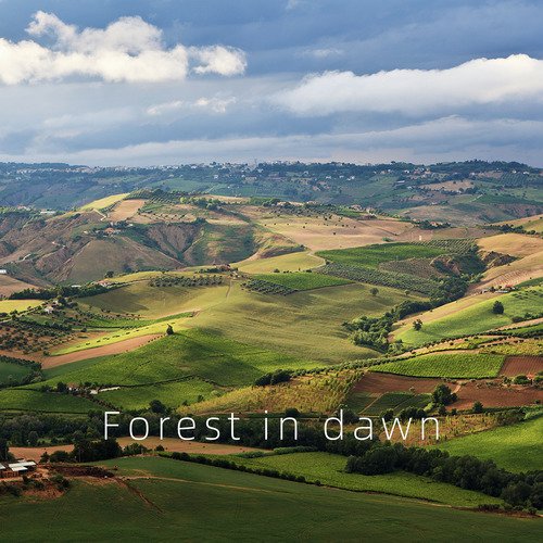 Forest in dawn_poster_image