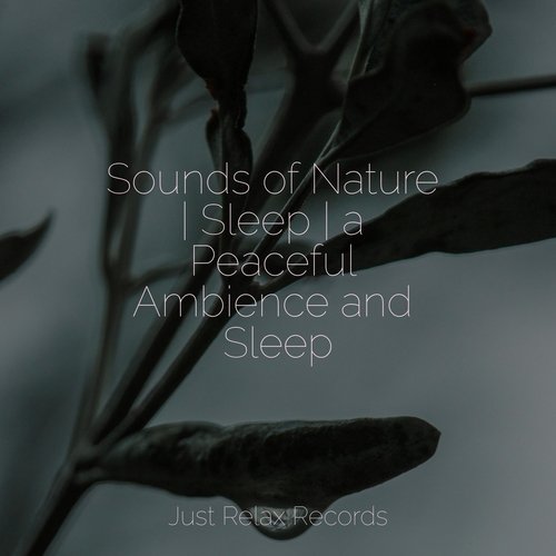 Sounds of Nature | Sleep | a Peaceful Ambience and Sleep