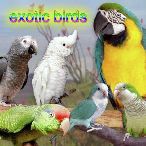 Exotic Birds Non-Stop Mix