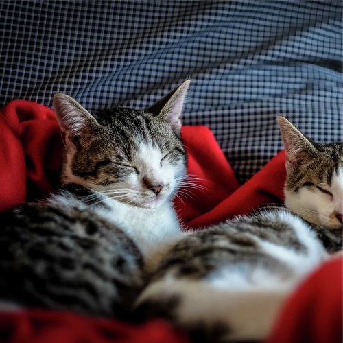 Lazy Morning cover art