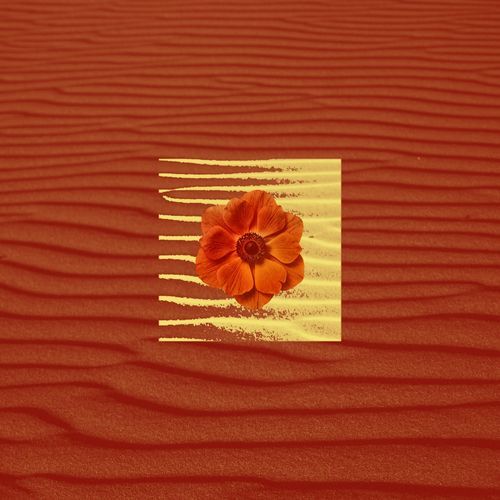 Flowers Don't Bloom On Clouds