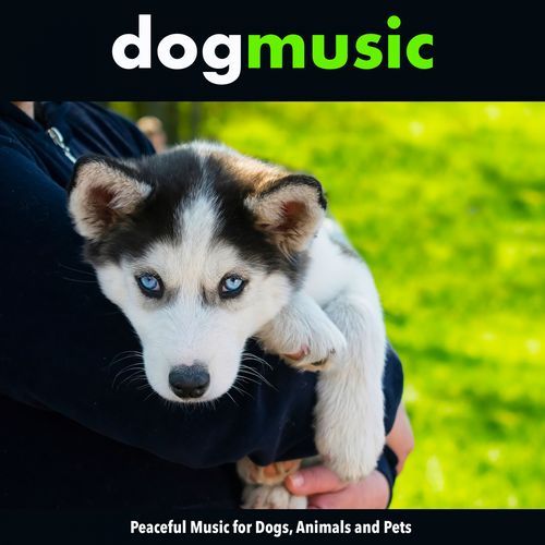 Background Music For Pets