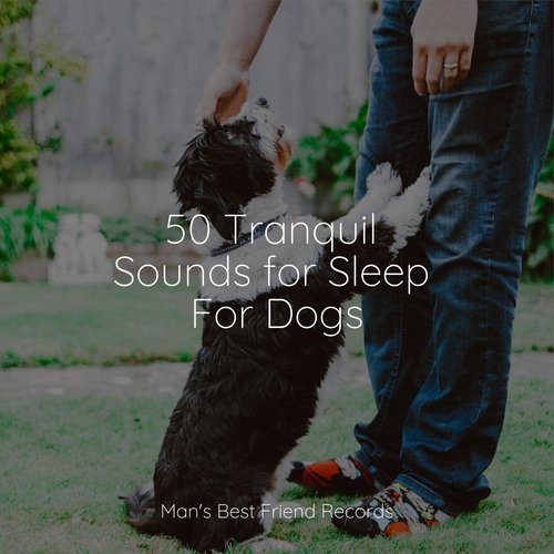 50 Tranquil Sounds for Sleep For Dogs_poster_image