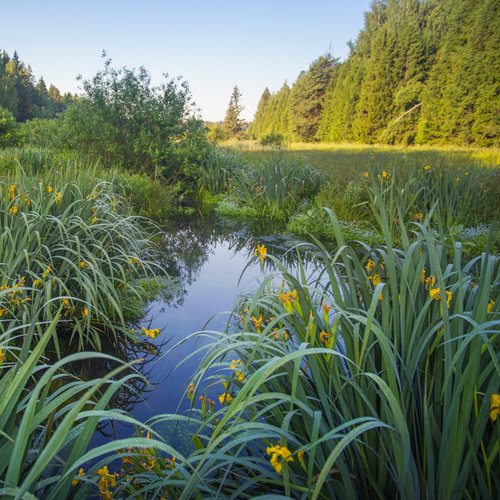 Звук летнего вечера в деревне (feat. Музыка для массажа, Звуки природы & Расслабляющая музыка для сна)