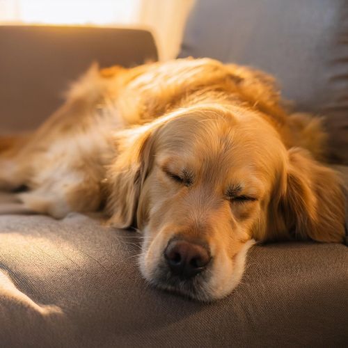 Calma De Perros: Caminos Musicales Relajantes