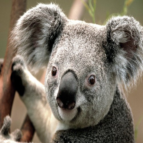 DJ Koala Songs Download - Free Online Songs @ JioSaavn