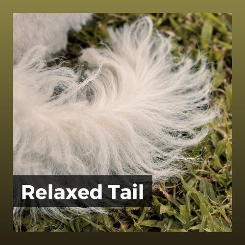 Calm Doggy cover art