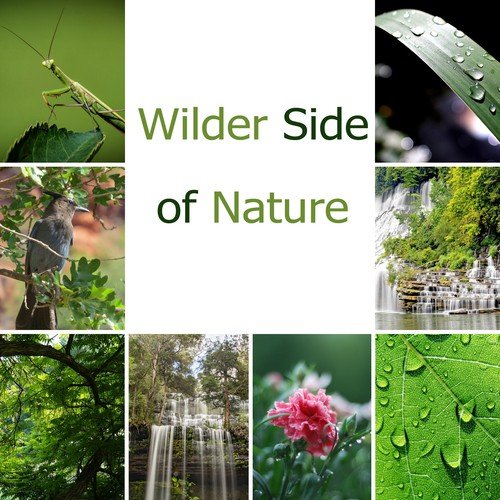 Wilder Side of Nature: Calming Grasshopper Sounds, Soft Bird, Rain and Waterfalls, Native Flute for Sleeping, Meditation & Concentration
